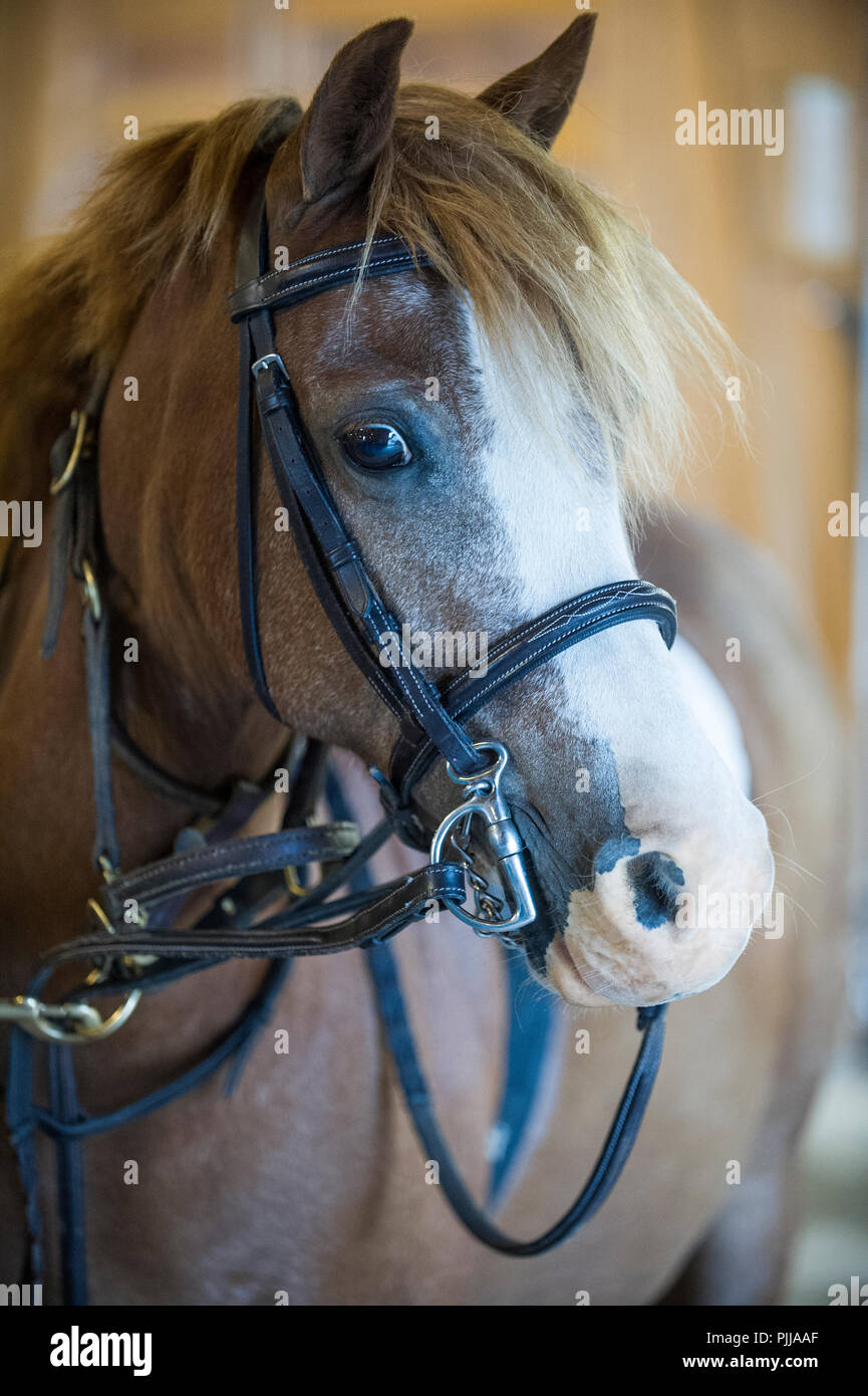 Close up of a bridled horse. Stock Photo