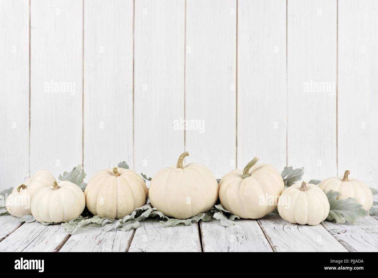 Autumn border arrangement of white pumpkins and silver leaves with a ...