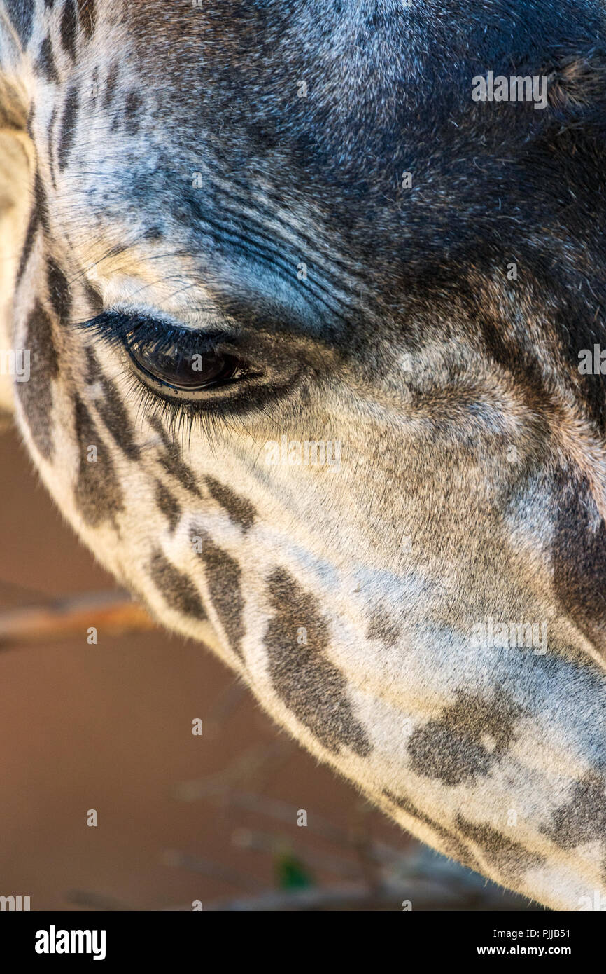 Masai Giraffe - Giraffa camelopardalis tippelskirchii Captive Specimen Stock Photo