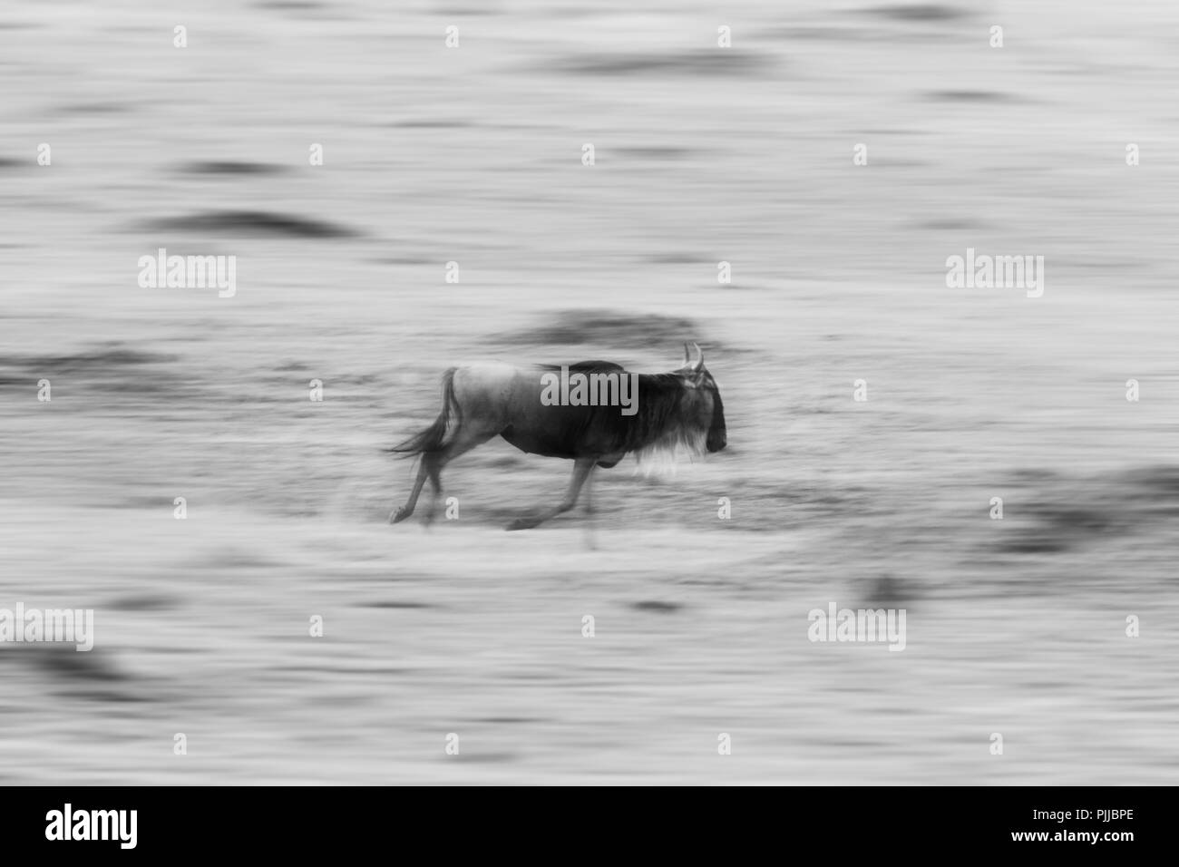 Wildebeest in the Masai Mara, Kenya, Africa Stock Photo