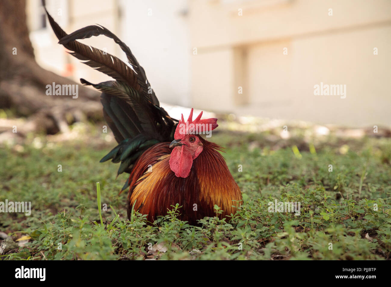 Cubalaya chicken hi-res stock photography and images - Alamy