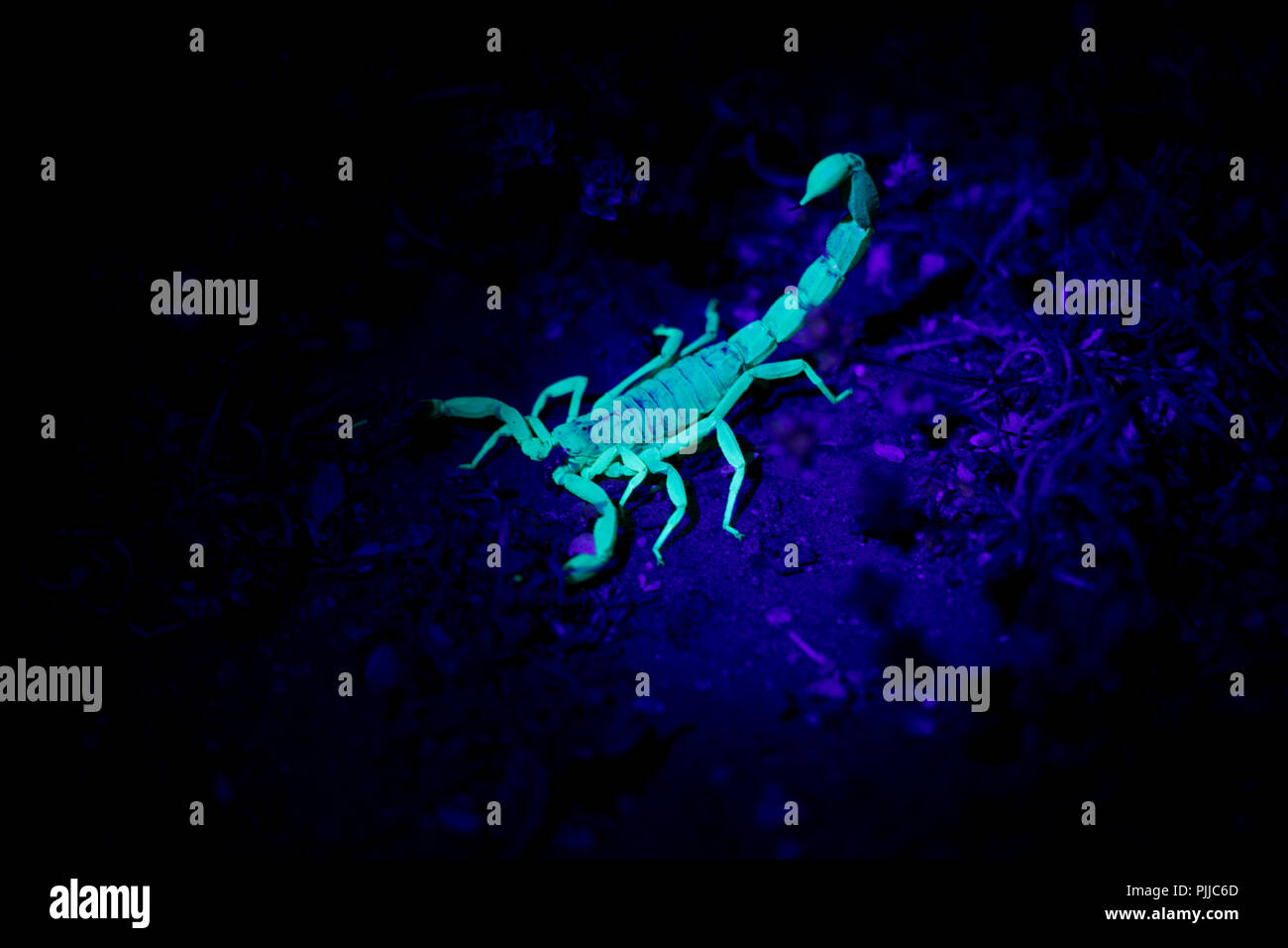 Glow in the dark insect. Scorpion on the desert floor. Poisonous baby scorpion in the wild at night. Stock Photo