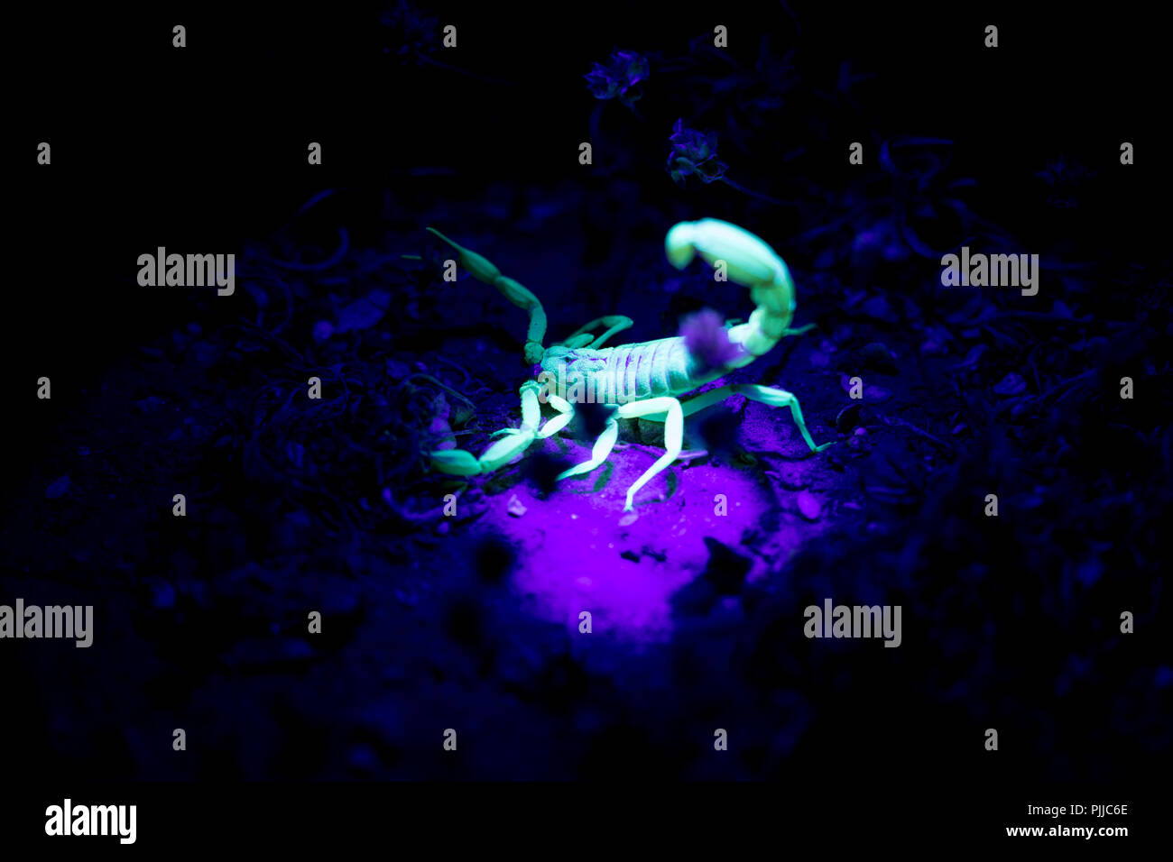 Close up of a scorpion on the desert floor. Scorpion glowing in black light. Arizona night crawler. Stock Photo