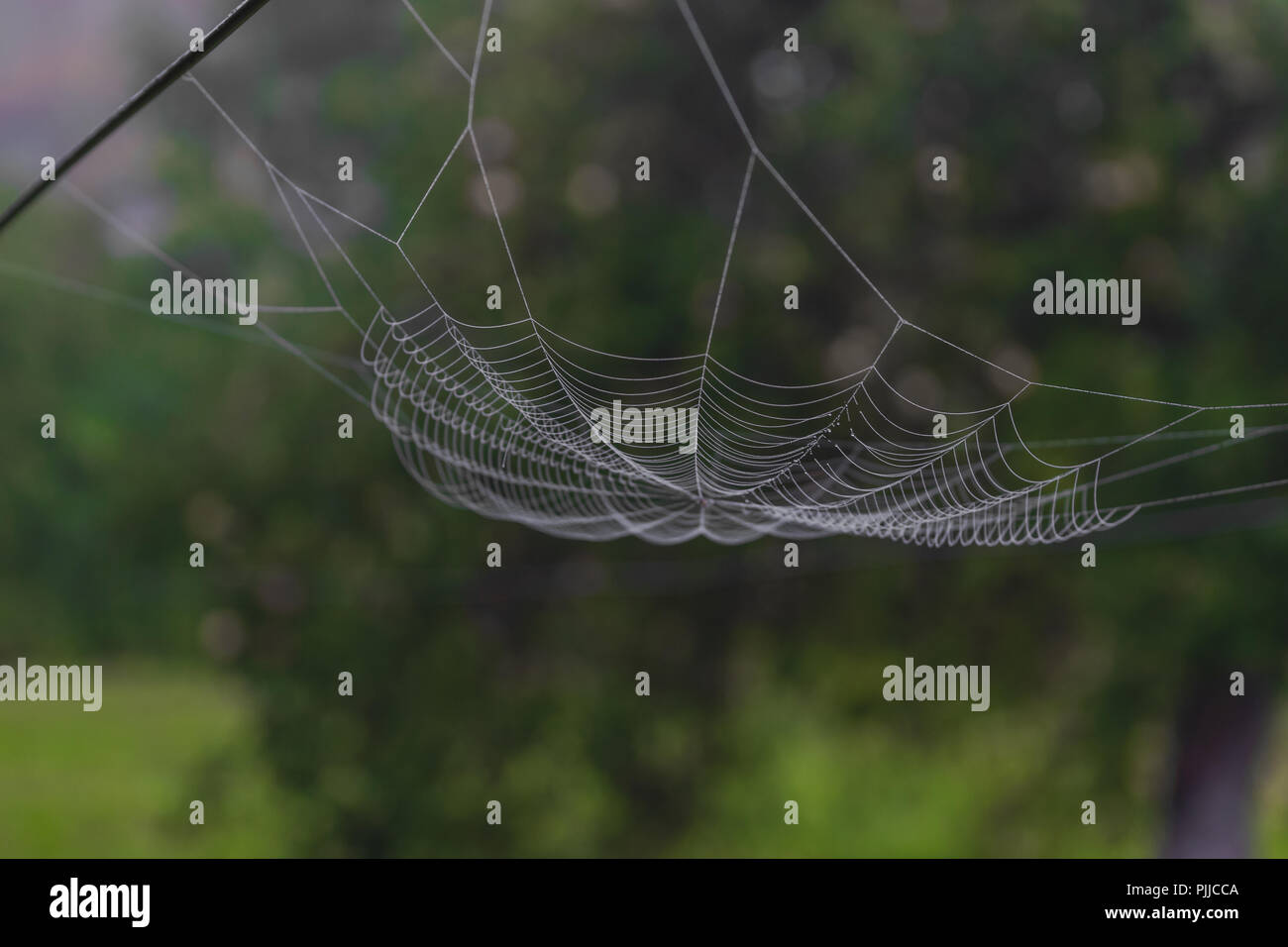 Hanging spider web in front of the green and blurry nature background ...