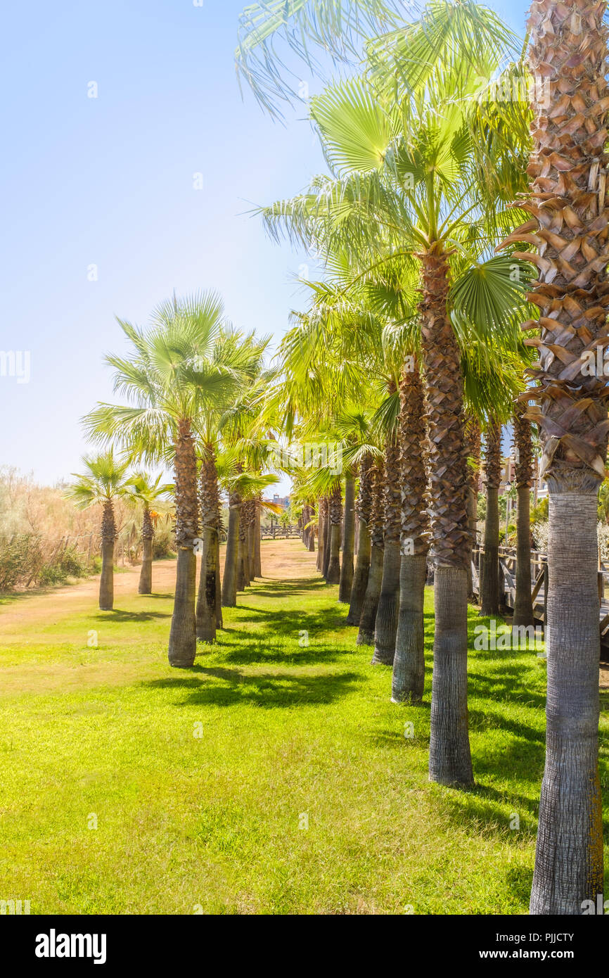 A row of palm trees forming a walkway and vanishing point on a sunny summer day in Isla Canela, Ayamonte, Andlaucia, Spain. The grass in green and the Stock Photo