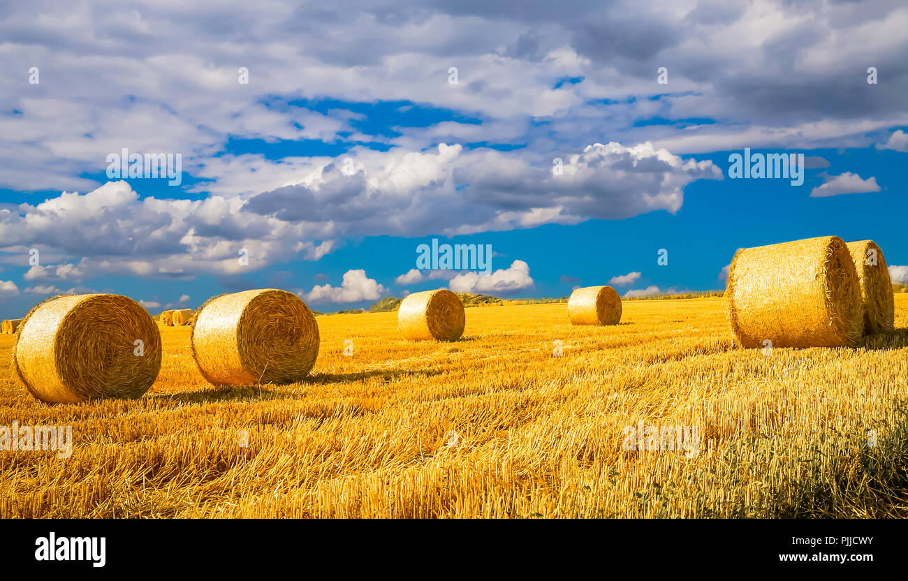 Bales of hay drying on the sunny field Stock Photo Alamy