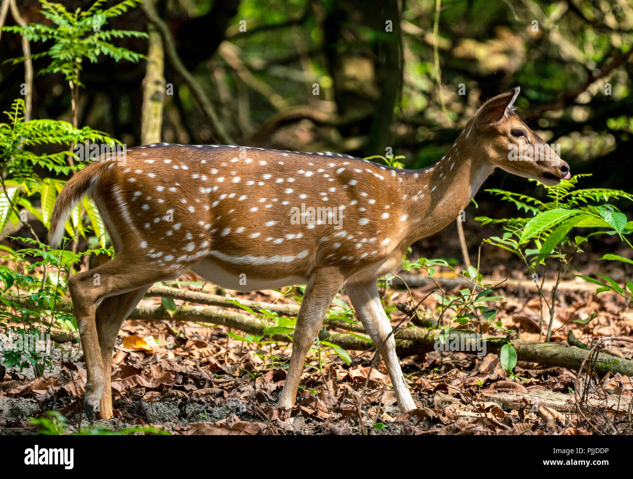 Dappled deer hi-res stock photography and images - Alamy Dappled deer hi-res stock photography and images - Alamy