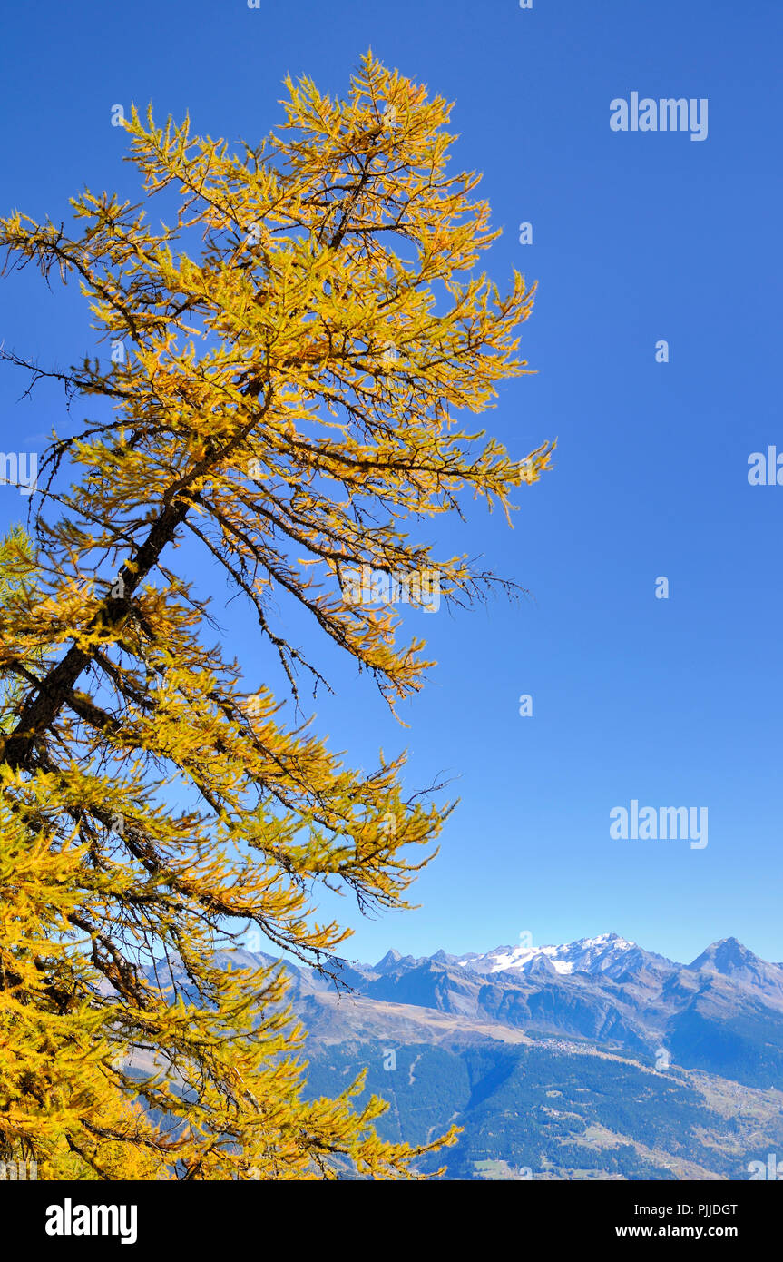beautiful yellow larch in autumn under blue sky with mountain ...