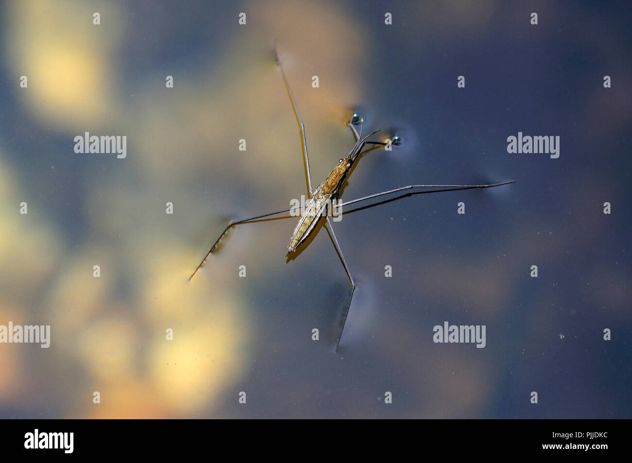 Common pond skater Stock Photo Alamy