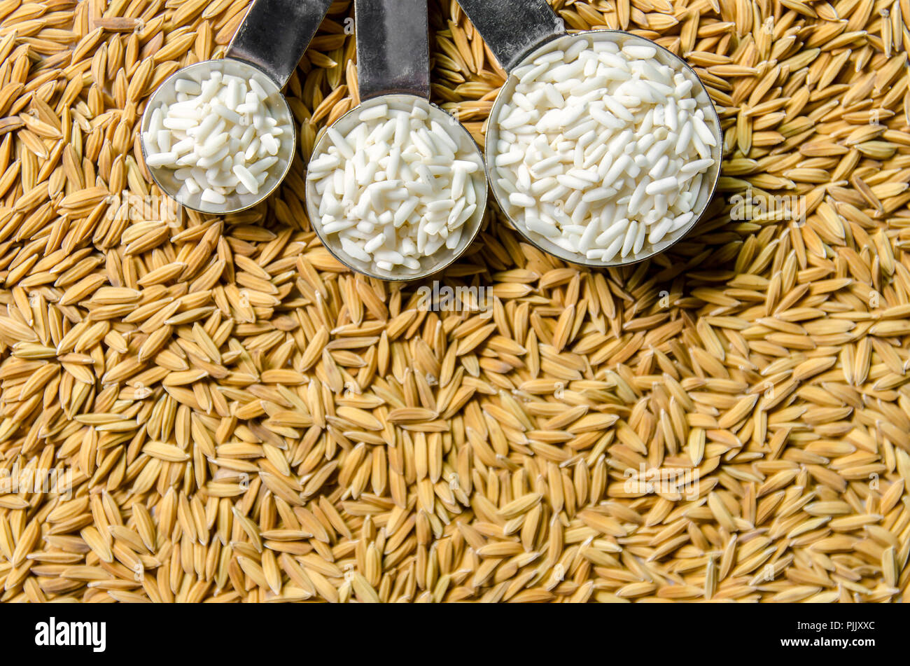 Top view of paddy rice and rice seed on the floor, Background and wallpaper by pile of paddy rice seed, Close-up of brown and white rice grain. Stock Photo