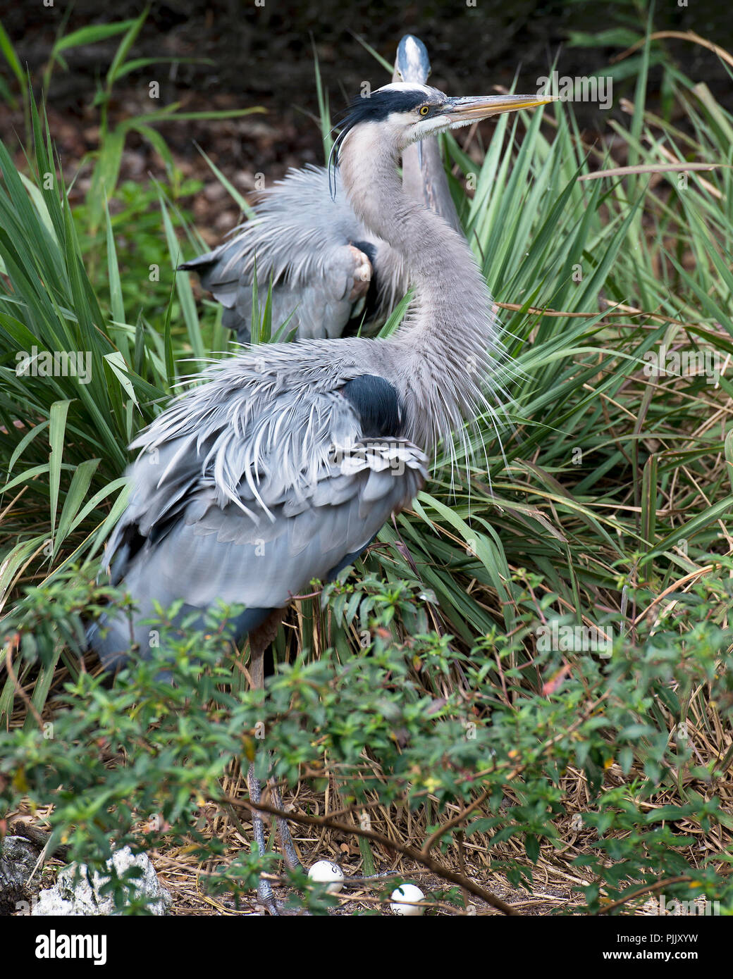 Bleu Heron birds with eggs in their environment Stock Photo Alamy