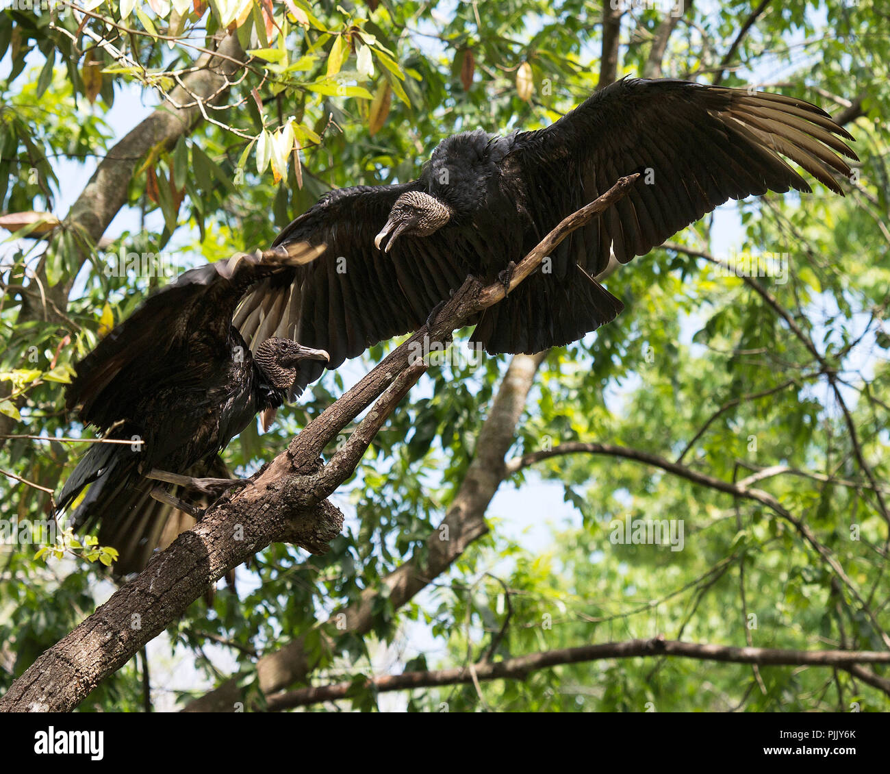 Black Vulture birds with their spread wings with foliage background