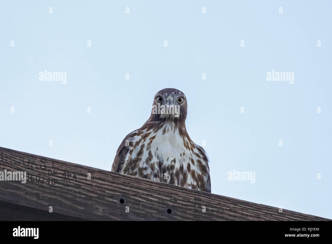 Bird red-tail hawk flying in California Stock Photo
