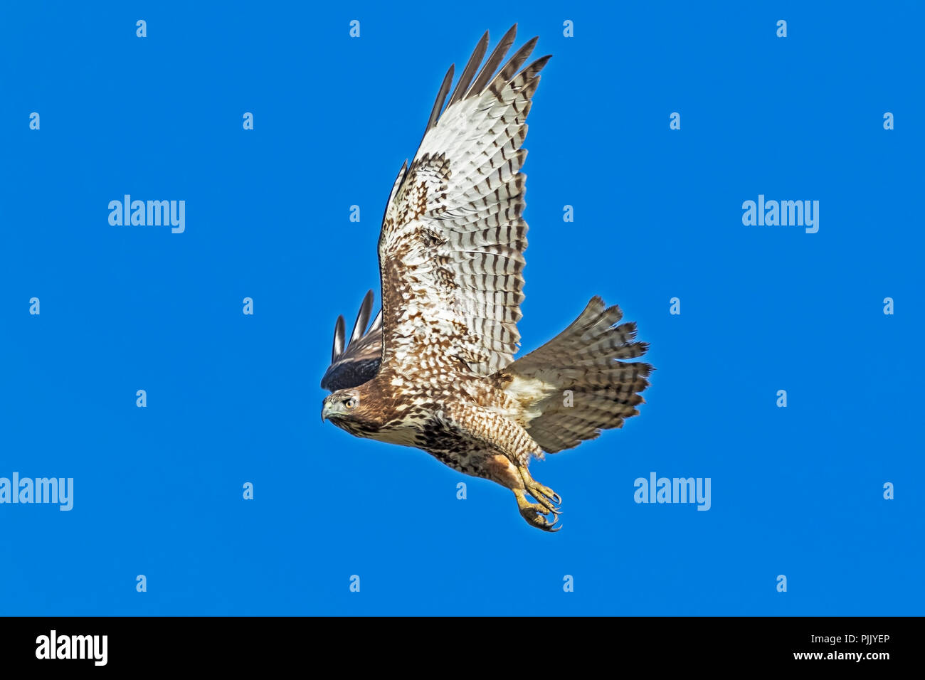 Bird red-tail hawk flying in California Stock Photo