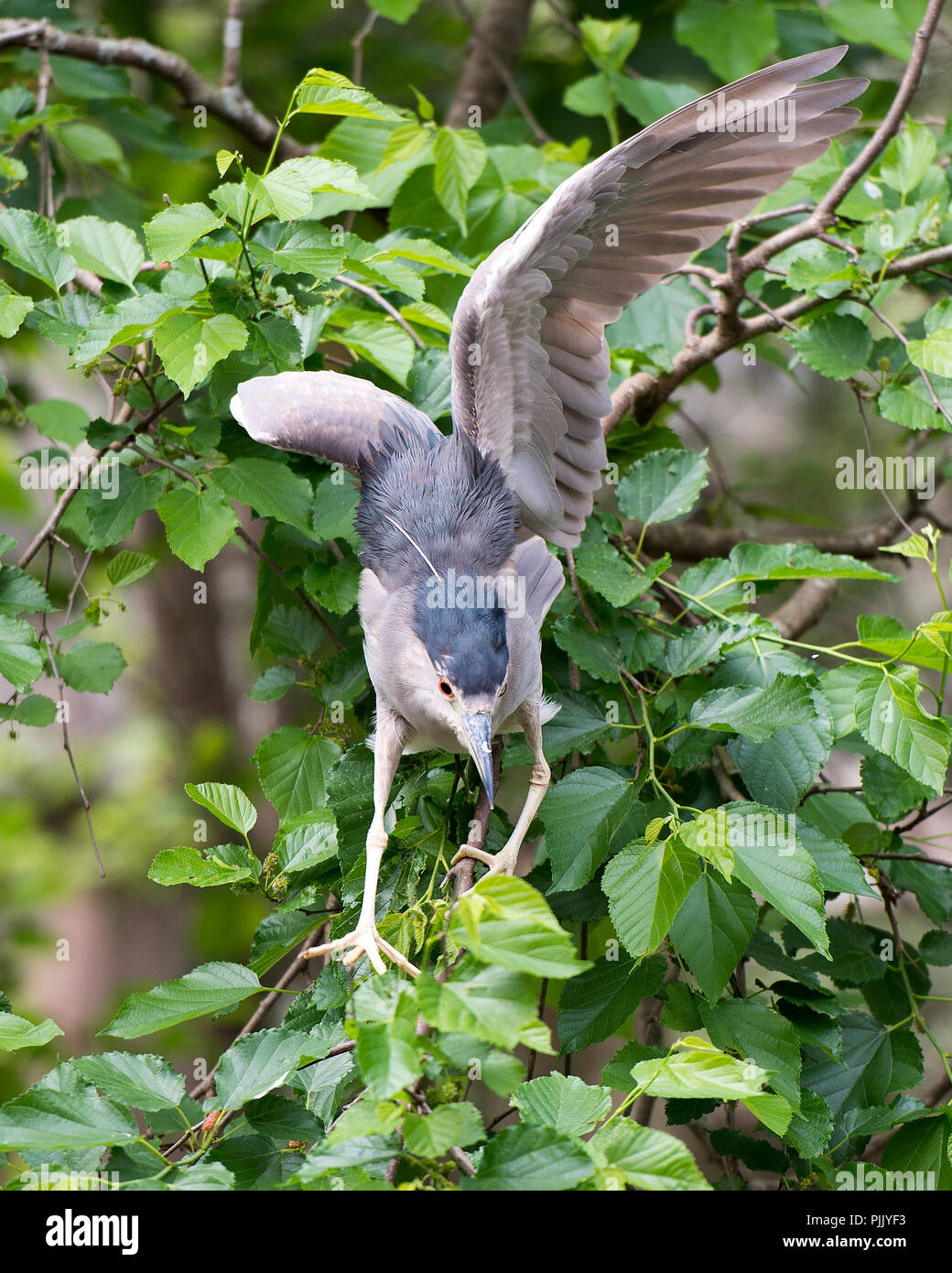 Black-Crowned Night-Heron bird with wing spread in its environment. Stock Photo