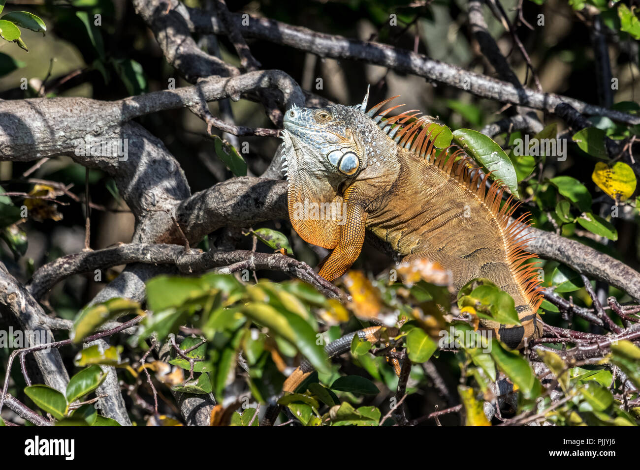 Common Green Iguana in a mangrove tree in the Everglades National Park in Florida Stock Photo