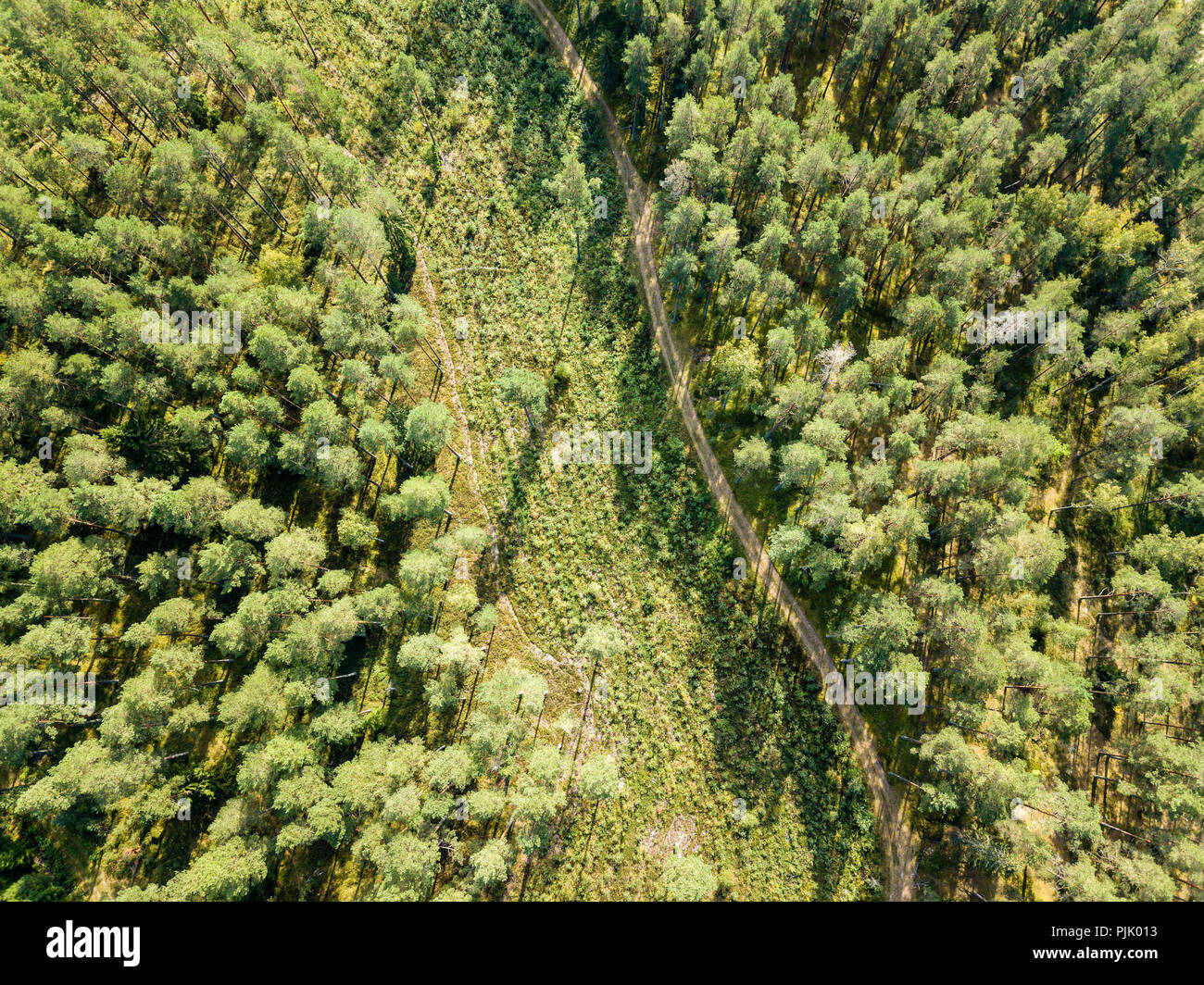 drone image. aerial view of rural gravel road in green forest and trees ...