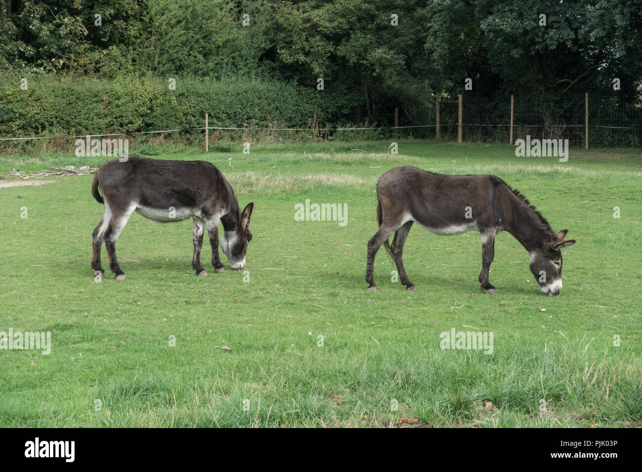 two donkeys grazing in a field at the zoo Stock Photo