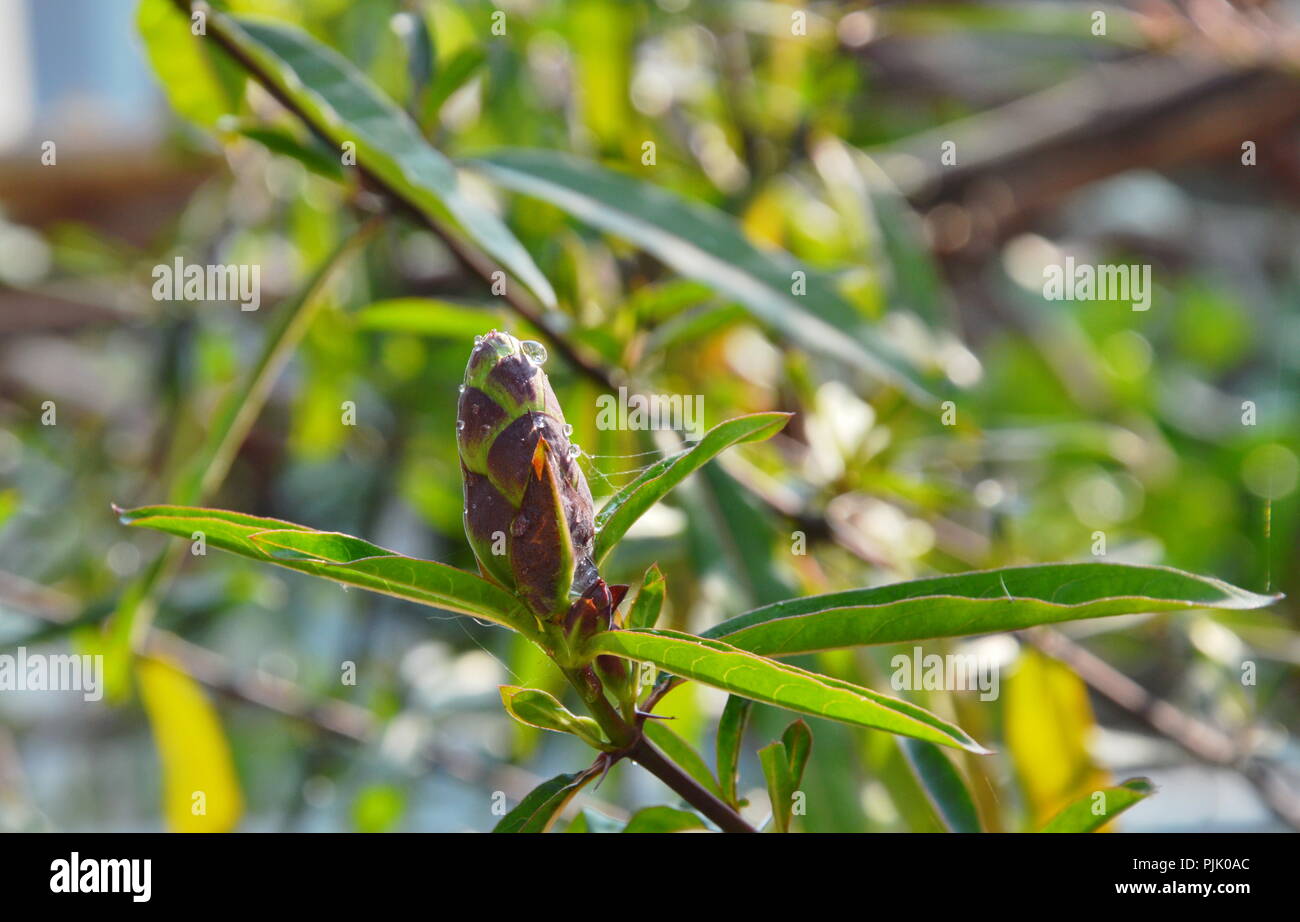 hop-headed barleria tropical herb in park Stock Photo