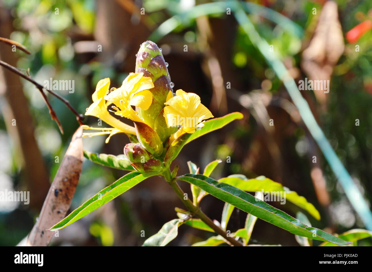 hop-headed barleria tropical herb in park Stock Photo