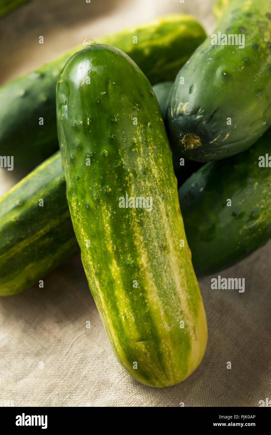 Raw Organic Green Pickling Cucumbers Ready to Eat Stock Photo