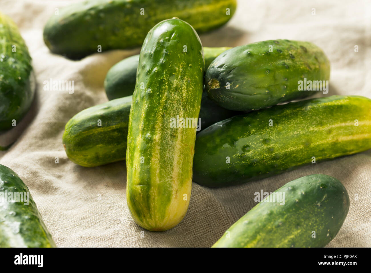 Raw Organic Green Pickling Cucumbers Ready to Eat Stock Photo Alamy
