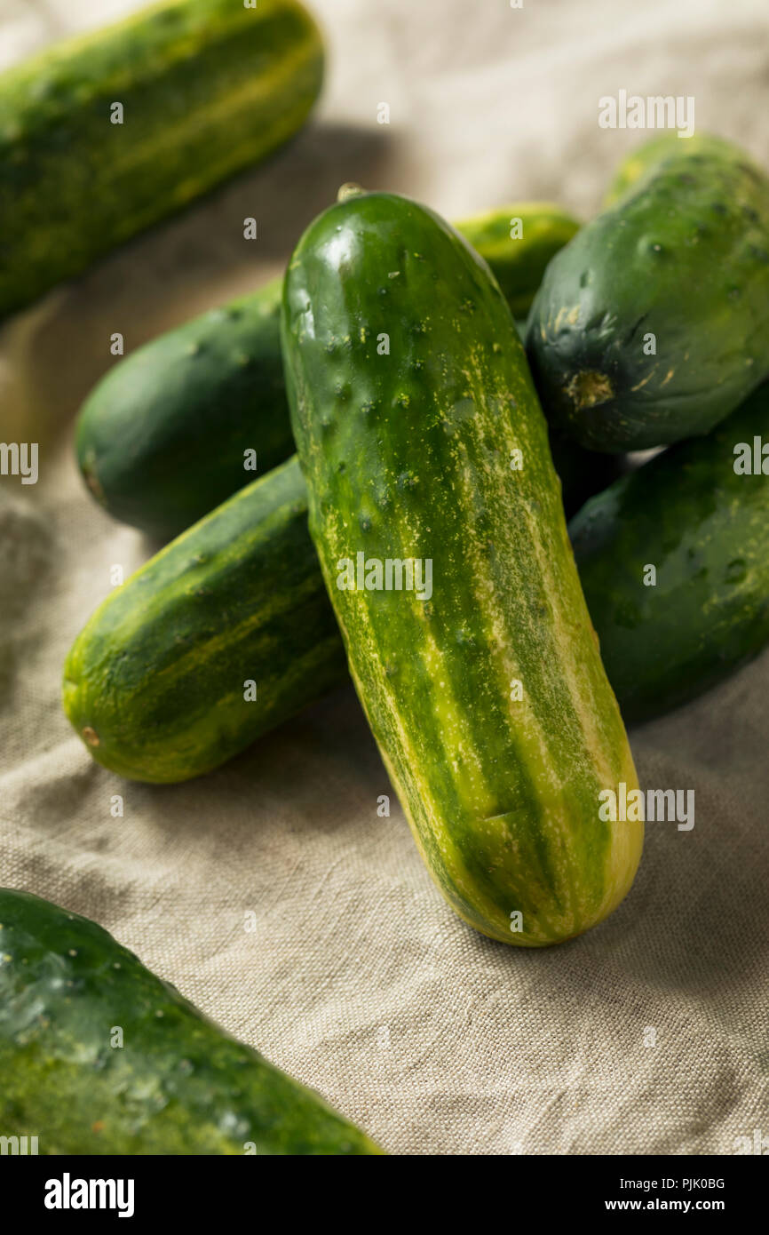 Raw Organic Green Pickling Cucumbers Ready to Eat Stock Photo Alamy
