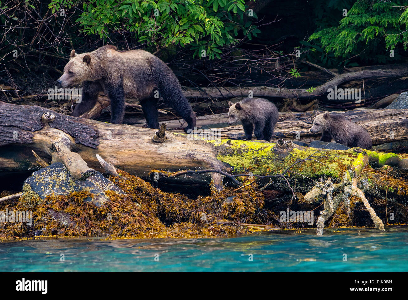 Grizzly bear mom with two, this years cubs in search for salmon, First Nations Territory, British Columbia , Canada. Stock Photo