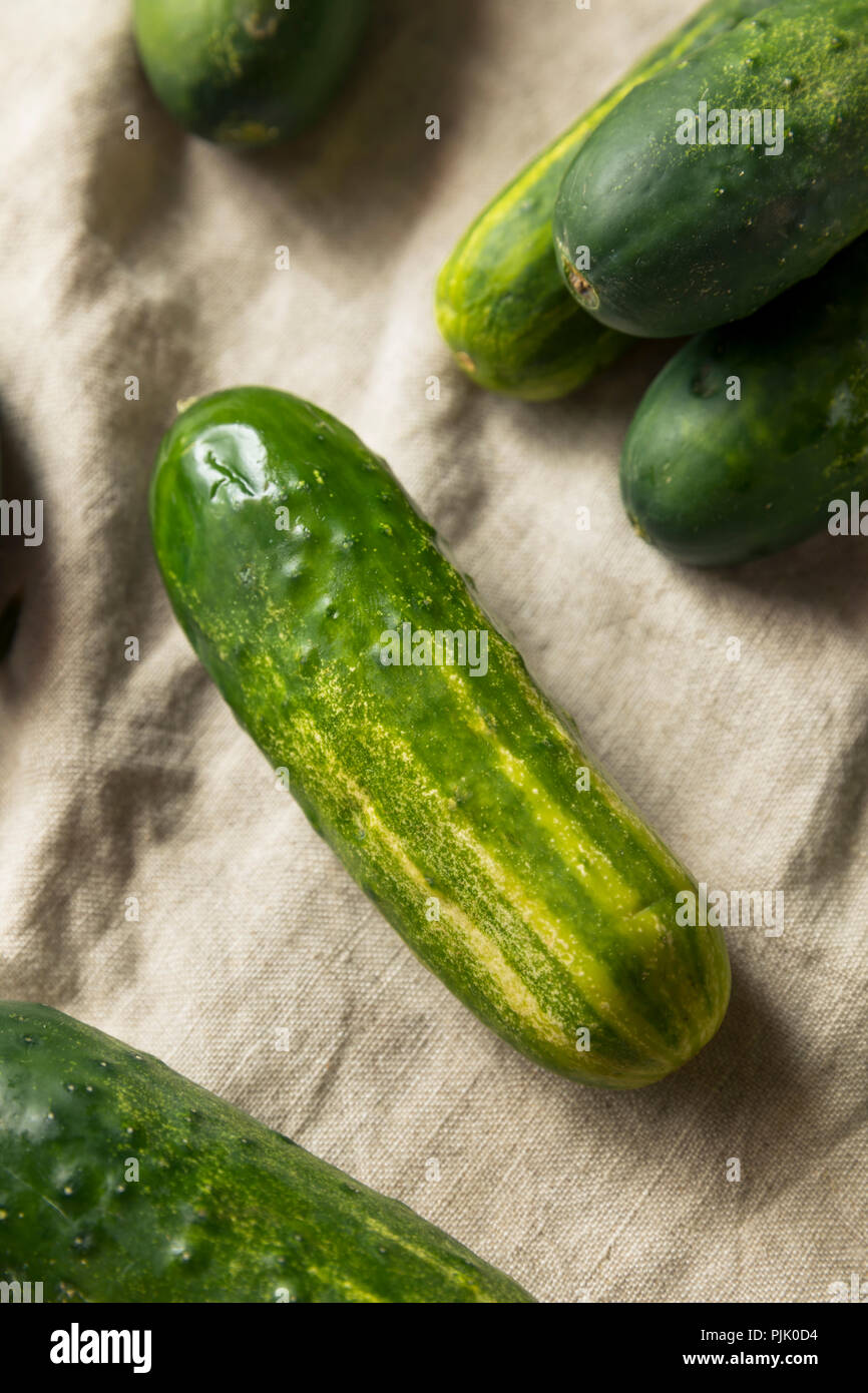 Raw Organic Green Pickling Cucumbers Ready to Eat Stock Photo Alamy