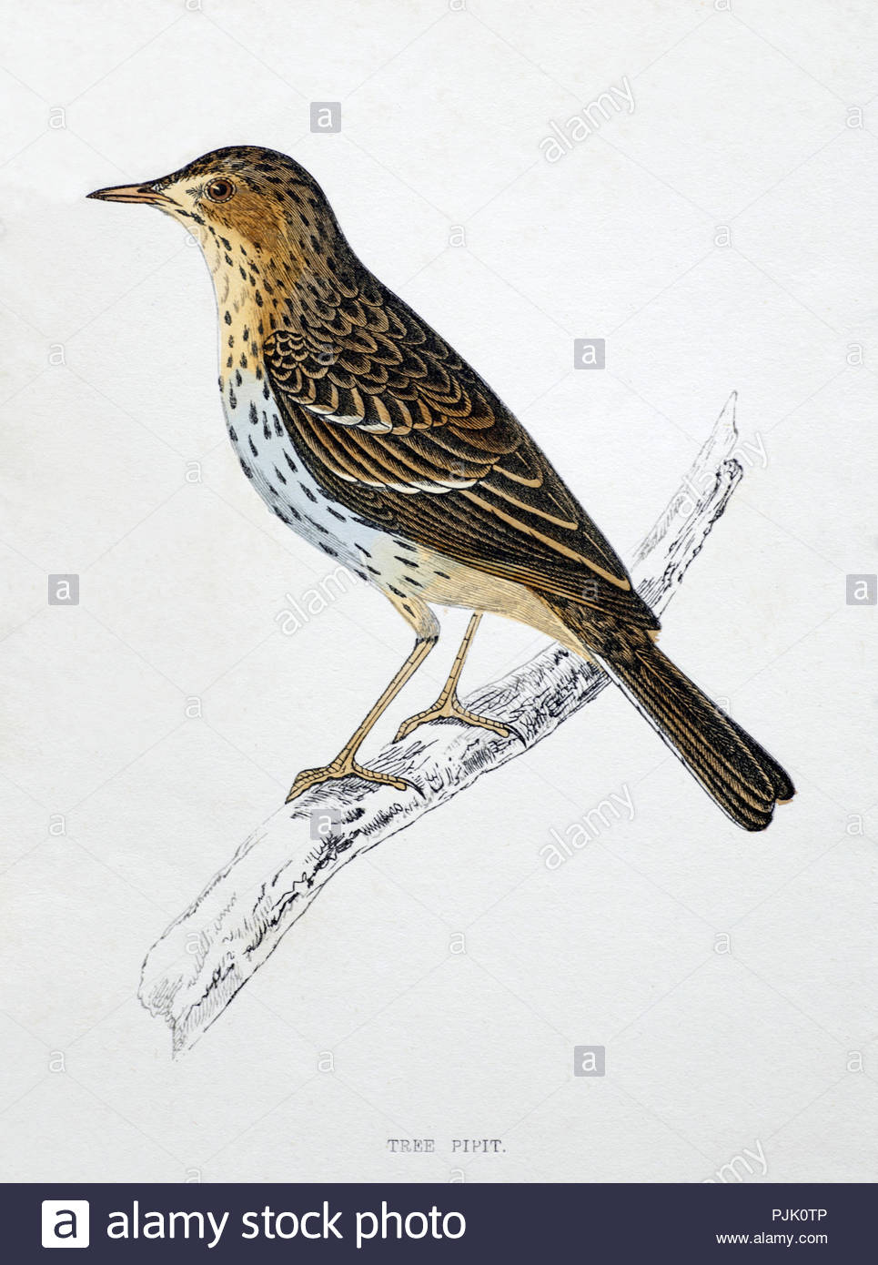 Tree Pipit (Anthus trivialis) vintage illustration, from A History of British Birds by Rev. Francis Orpen Morris, published in c1850 Stock Photo