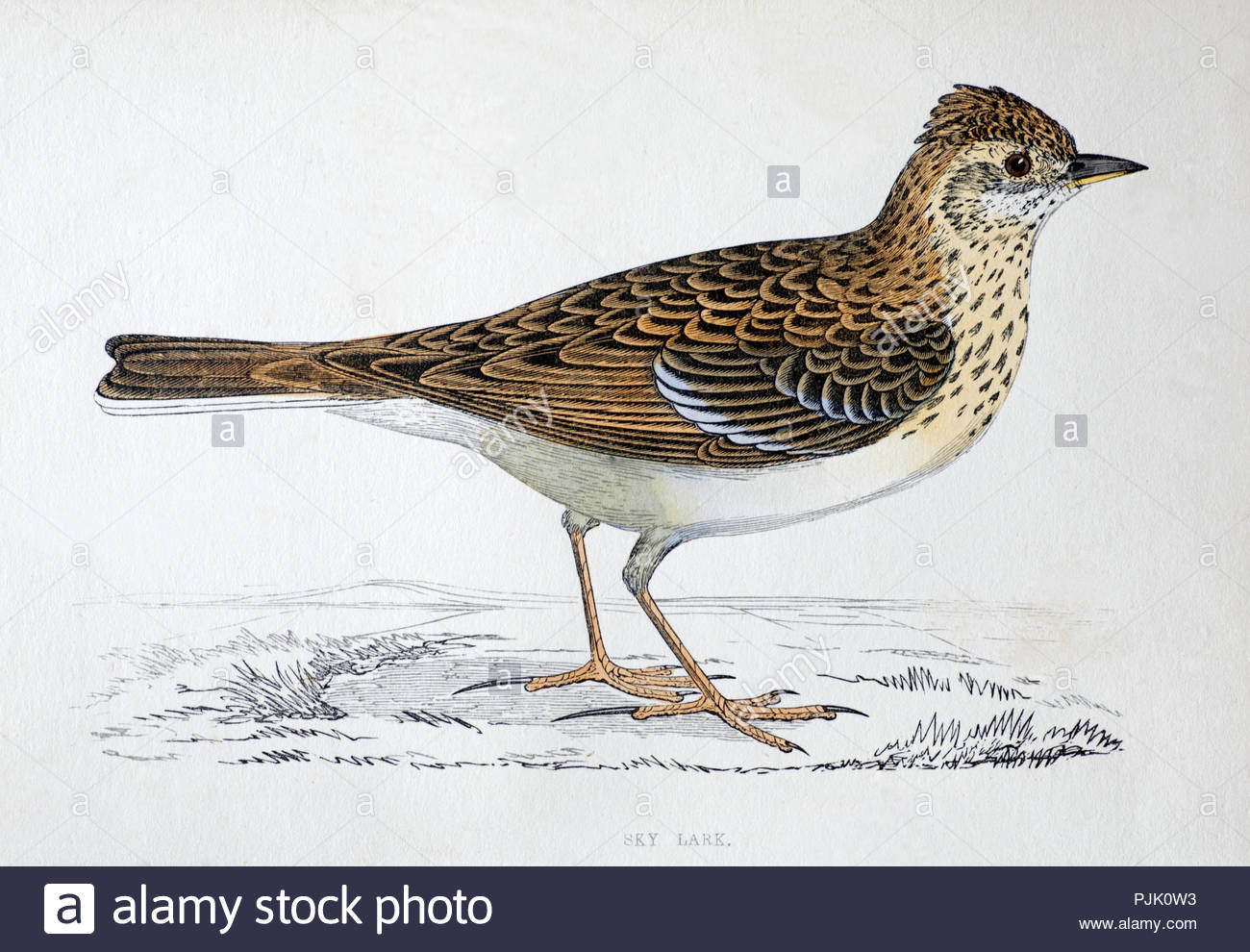 Skylark (Alauda arvensis) vintage illustration, from A History of British Birds by Rev. Francis Orpen Morris, published in c1850 Stock Photo