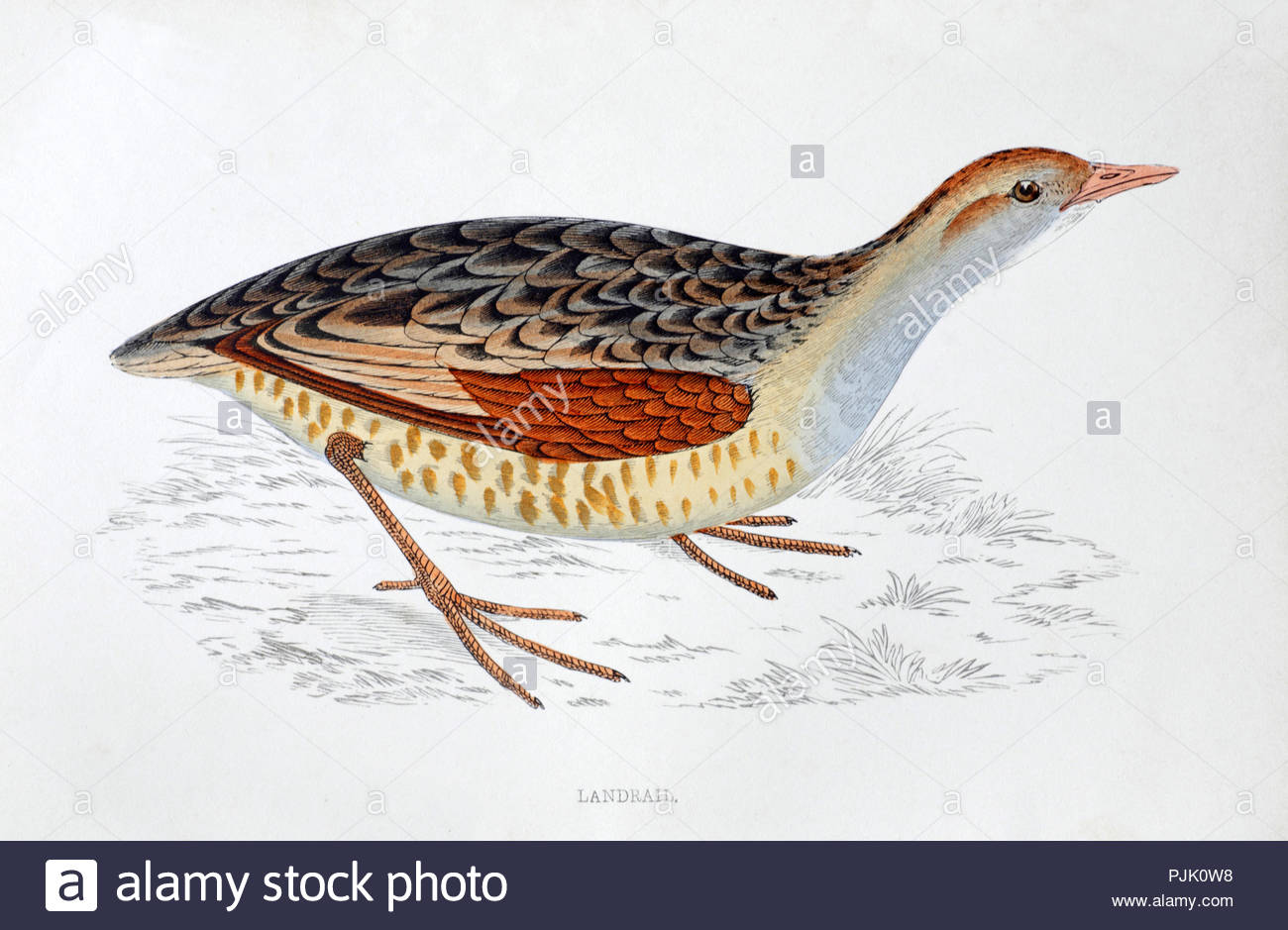 Landrail also called Corncrake (Crex Crex) vintage illustration, from A History of British Birds by Rev. Francis Orpen Morris, published in c1850 Stock Photo