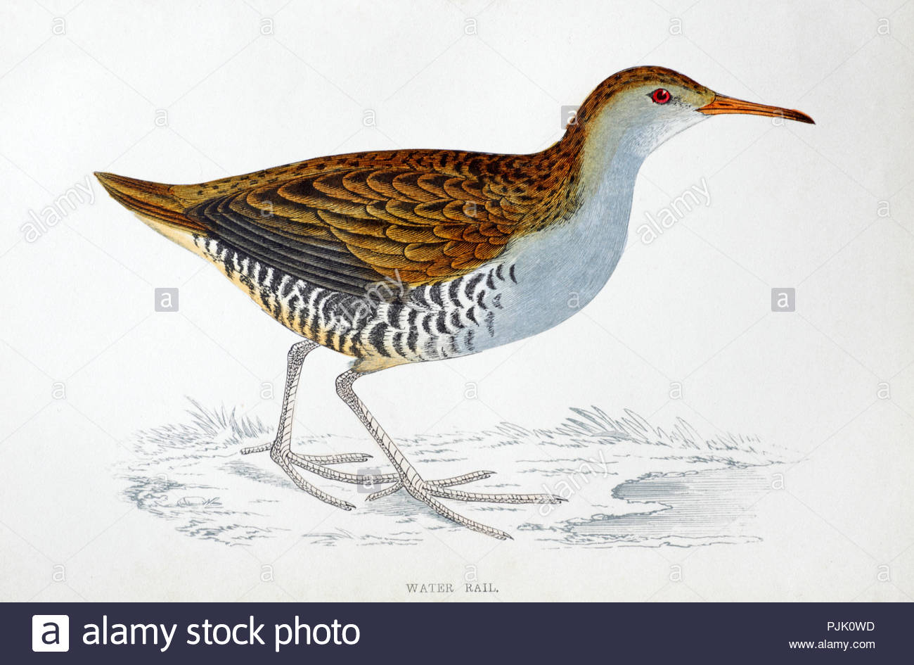 Water rail (Rallus aquaticus) vintage illustration, from A History of British Birds by Rev. Francis Orpen Morris, published in c1850 Stock Photo
