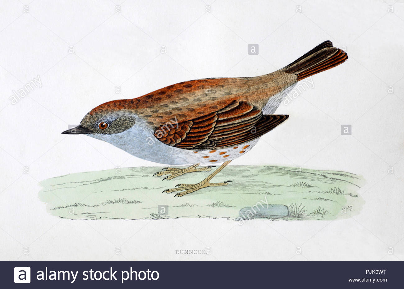Dunnock (Prunella modularis) vintage illustration, from A History of British Birds by Rev. Francis Orpen Morris, published in c1850 Stock Photo