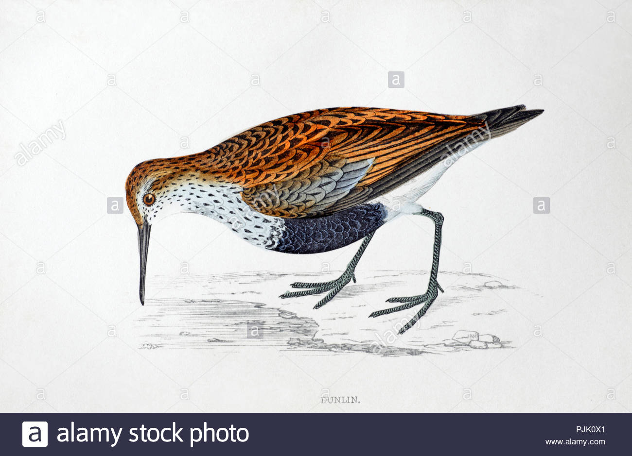 Dunlin (Calidris alpina) vintage illustration, from A History of British Birds by Rev. Francis Orpen Morris, published in c1850 Stock Photo