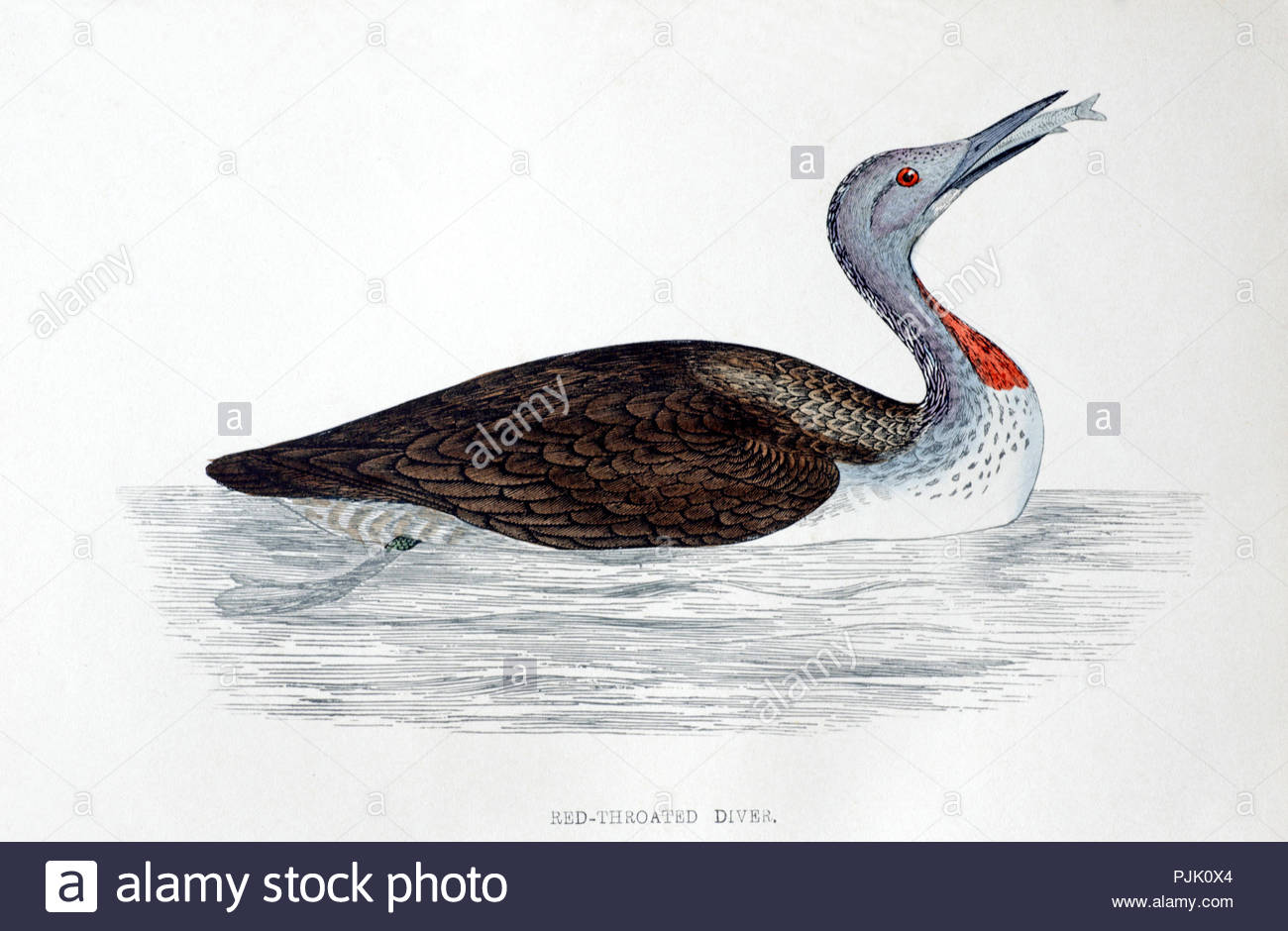 Red Throated Diver (Gavia Stellata) vintage illustration, from A History of British Birds by Rev. Francis Orpen Morris, published in c1850 Stock Photo