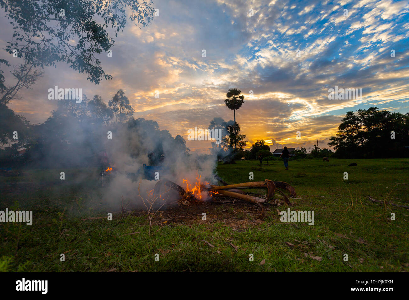 farmer burn fire to make smoke for protect his buffalo without insect eat  blood Stock Photo - Alamy