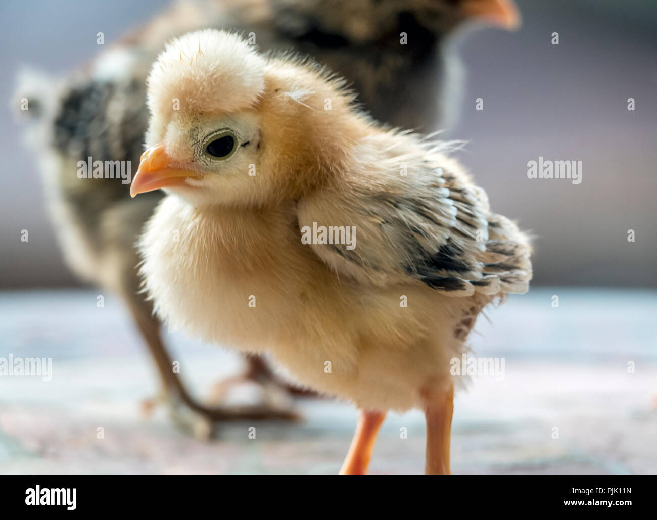 chicken,Gallus gallus domesticus is a type of domesticated fowl, a