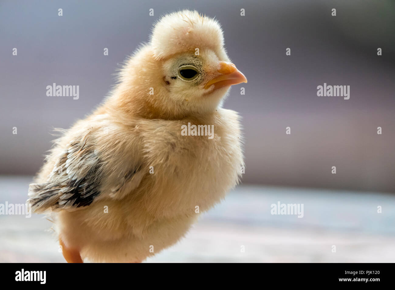 chicken,Gallus gallus domesticus is a type of domesticated fowl, a ...