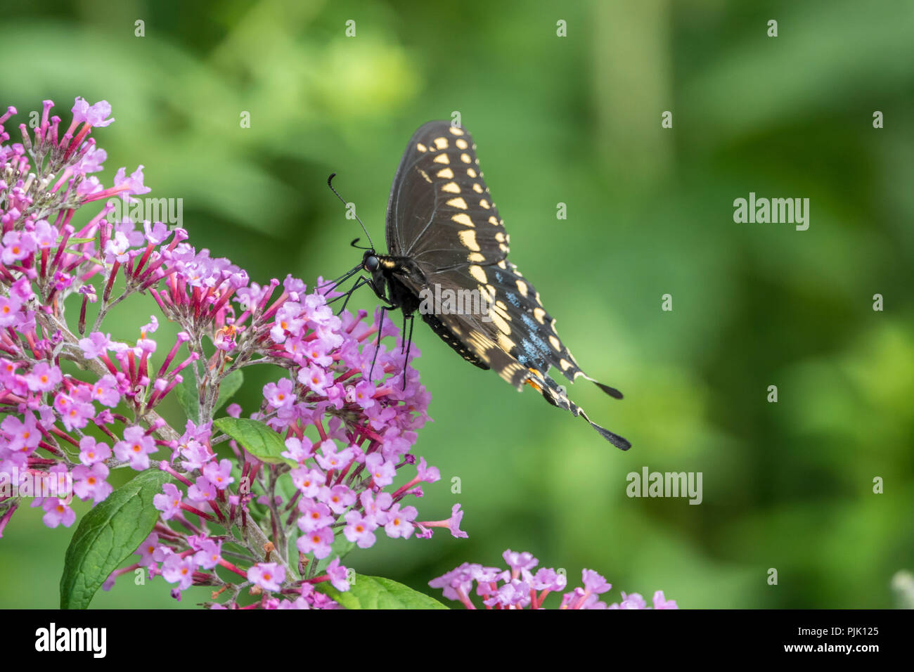 Papilio polyxenes, the eastern black swallowtail, American swallowtail or parsnip swallowtail, is a butterfly found throughout much of North America. Stock Photo