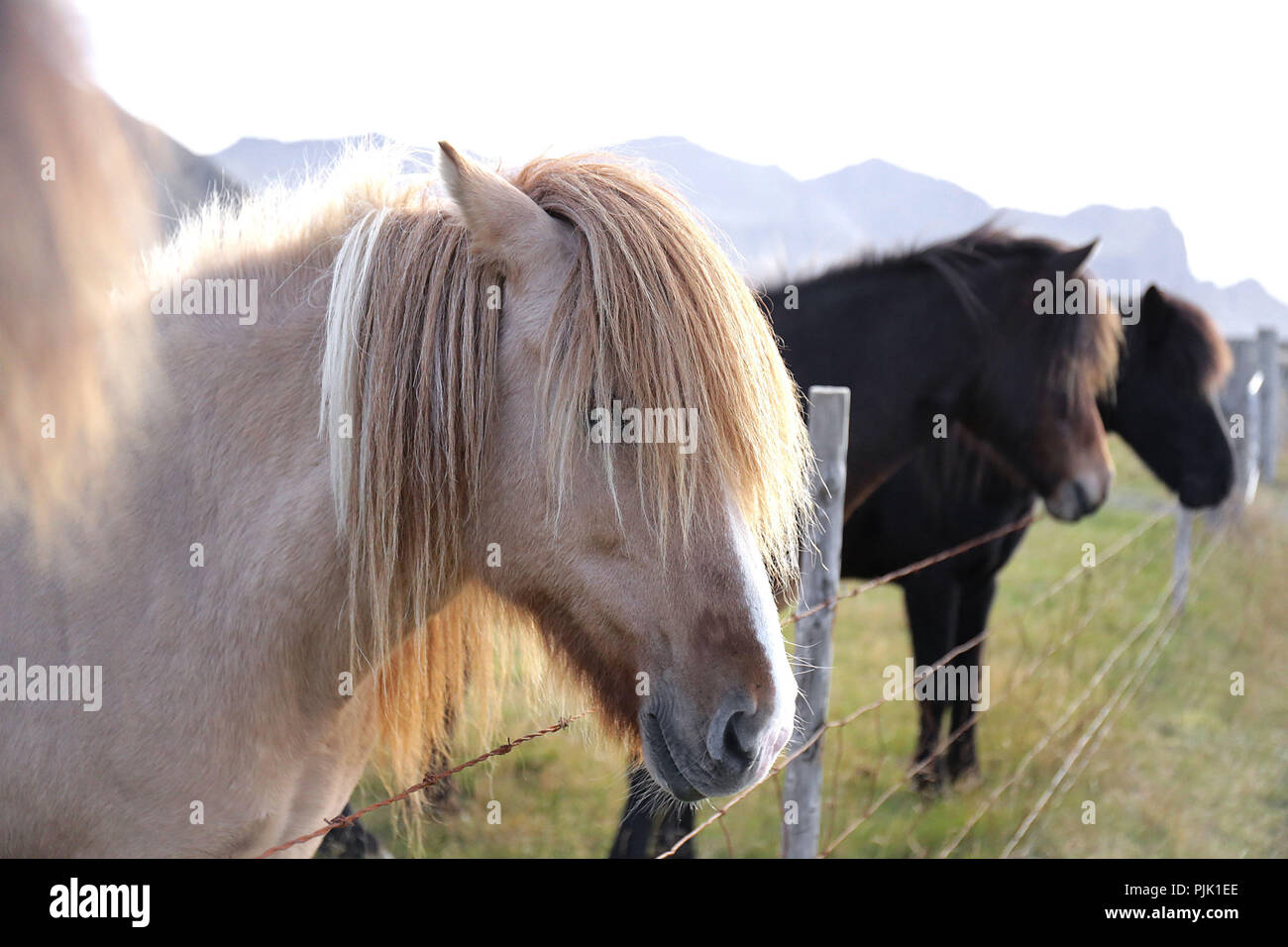 Icelandic horses on a pasture in the evening sun Stock Photo