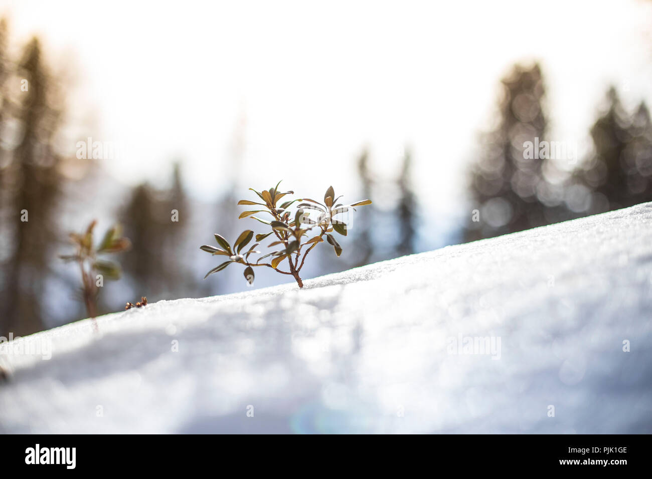 A plant breaks through a closed blanket of snow in the Tyrolean Alps Stock Photo