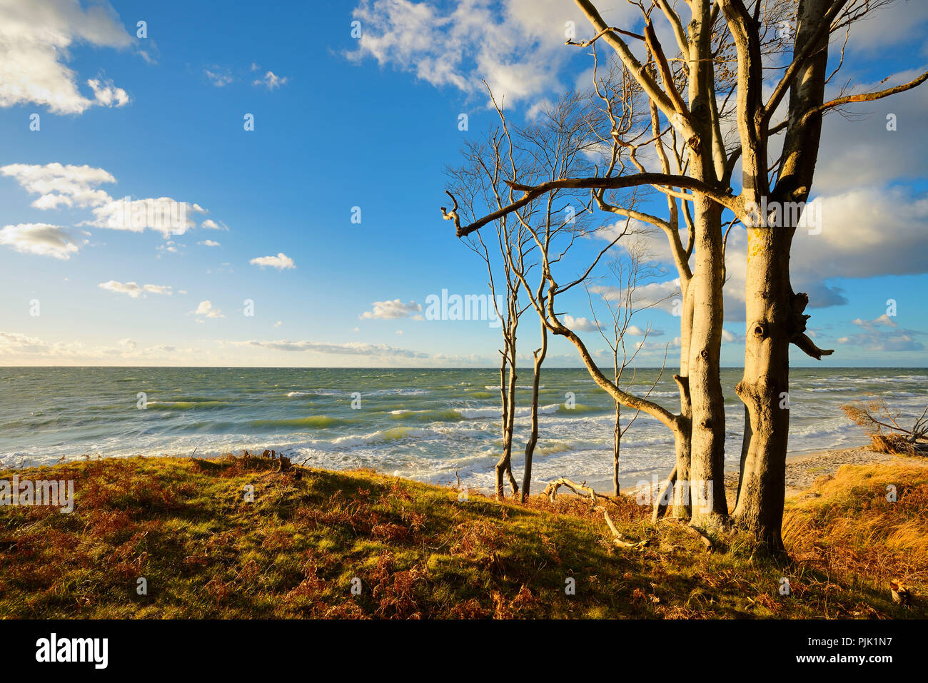Germany, Mecklenburg-Western Pomerania, Fischland-Darß-Zingst, Darß Peninsula, Western Pomerania Lagoon Area National Park, coastal forest on the western beach, evening light, view of the stormy Baltic Sea Stock Photo