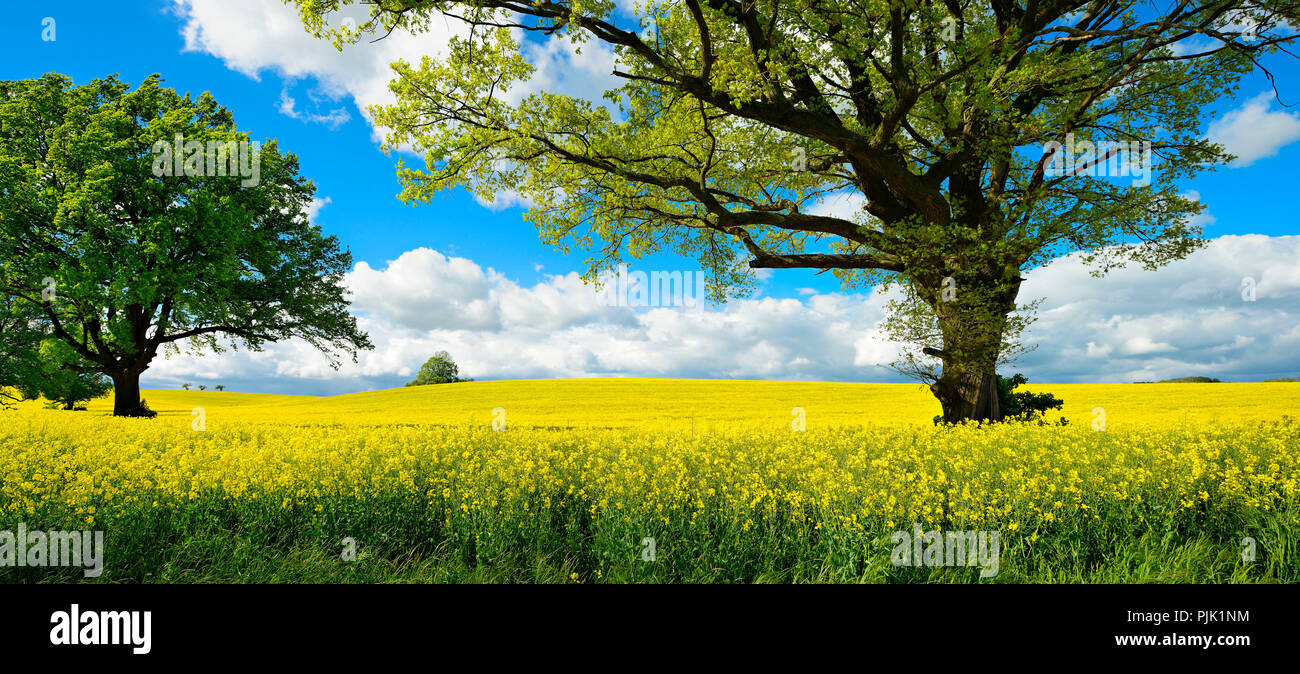Solitary oak trees, flowering rape field, cultural landscape, Saxony-Anhalt, Germany Stock Photo