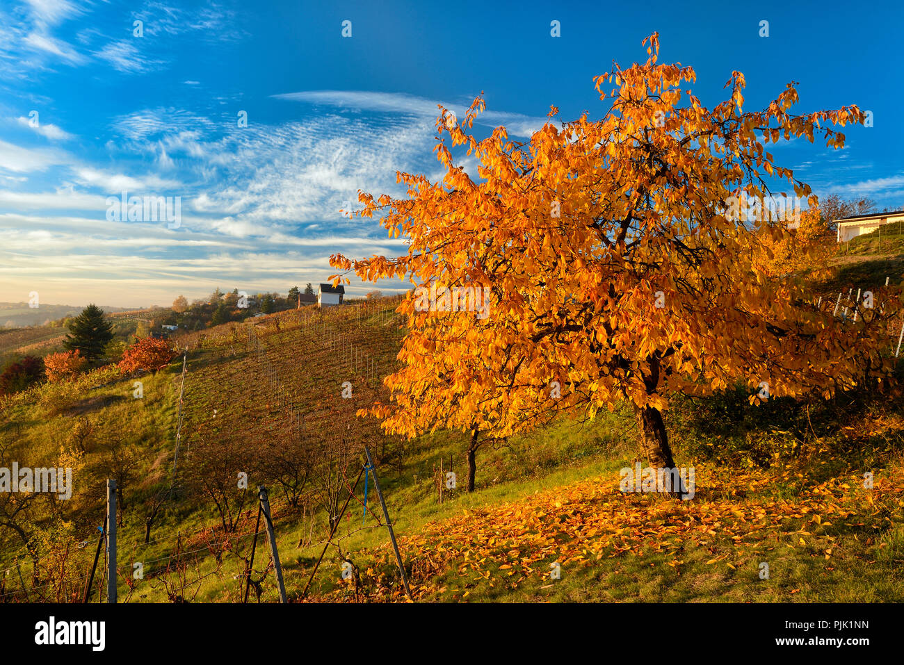 Autumn in the Höhnstedter wine growing area, vineyard and cherry tree in full autumn colour, Höhnstedt, Saxony-Anhalt, Germany Stock Photo