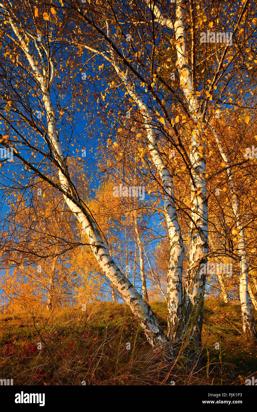 Birches in full autumn colouration against blue sky, evening light Stock Photo