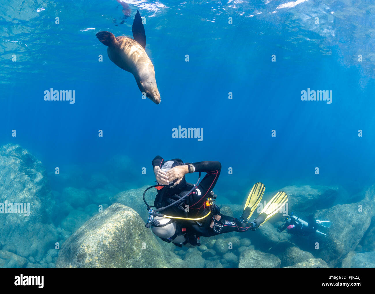 Scuba Diver looking at Sea Lion, Los Islotes, Sea of Cortez, Mexico Stock Photo
