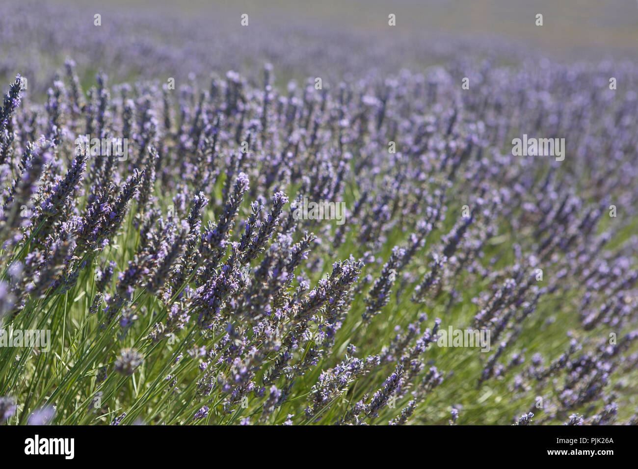 Lavender Field, Plateau de Valensole, Valensole, Provence-Alpes-Cote d'Azur, France Stock Photo