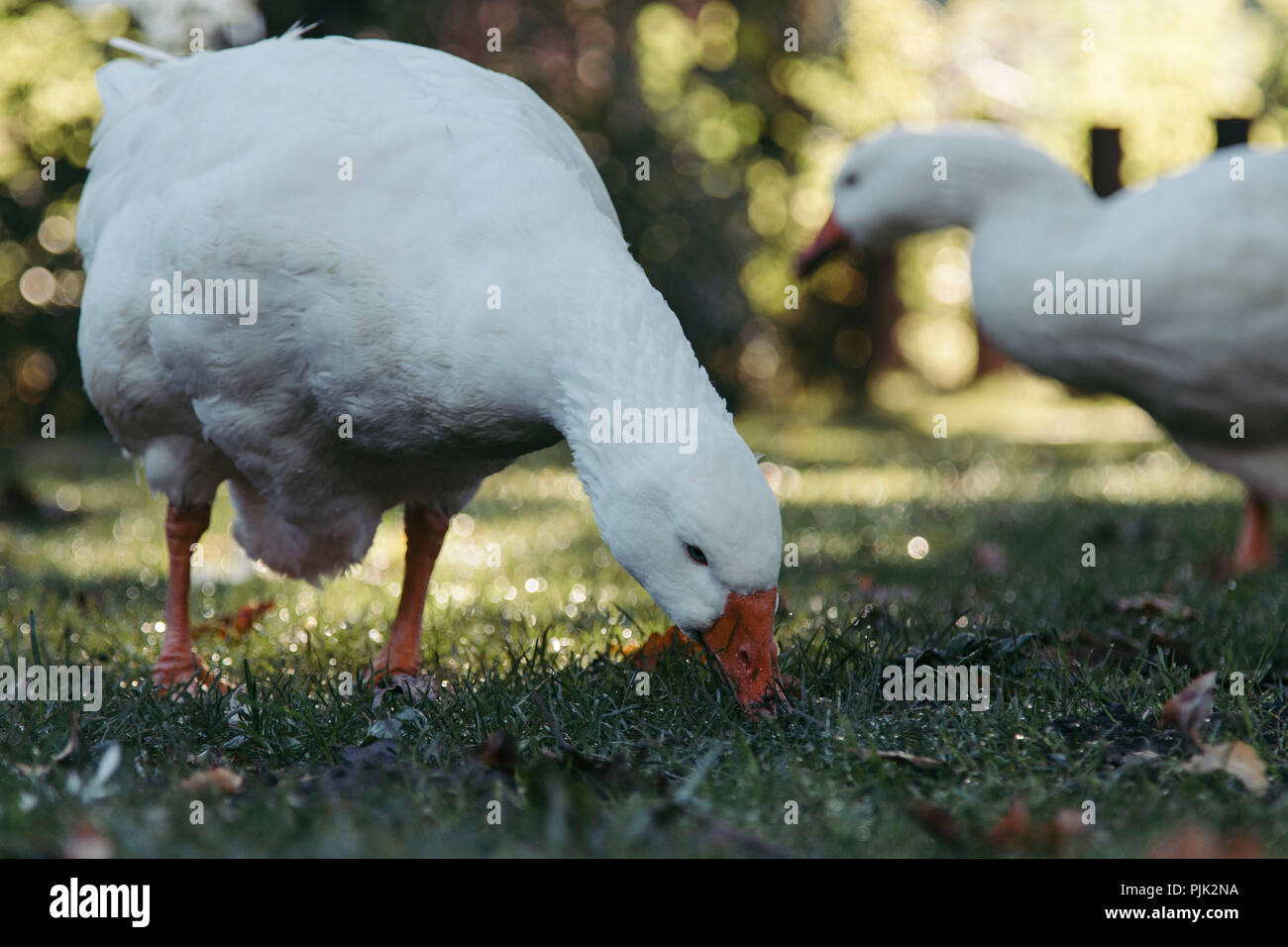 Geese at feed intake, Stock Photo