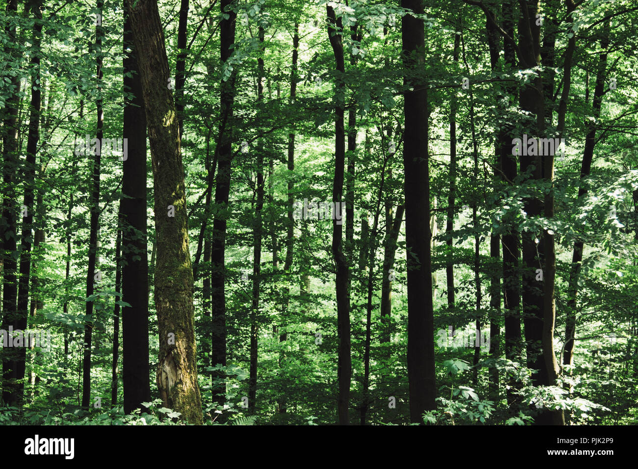 Old beech tree in dense forest hi-res stock photography and images - Alamy